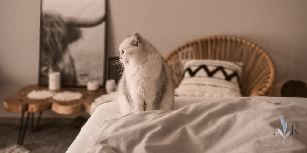 Calm bedroom scene with a cat sitting on a bed in natural light, representing creating a reset corner without buying anything.