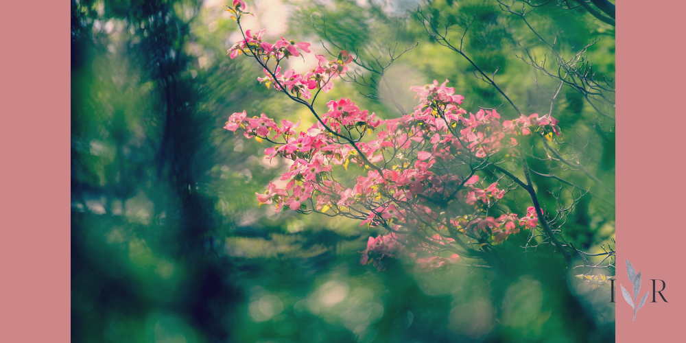 dopamine detox mental reset calm nature flowers