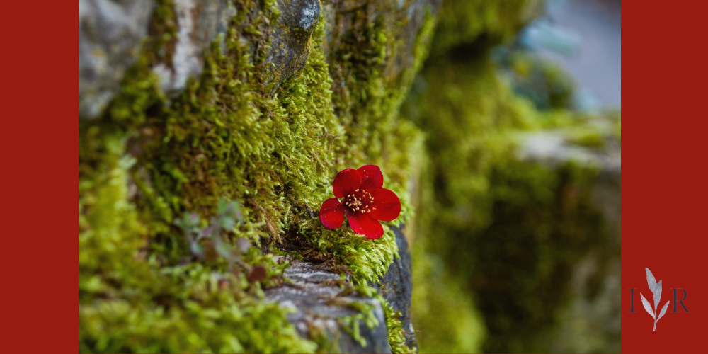 dopamine detox calm nature moment red flower in moss