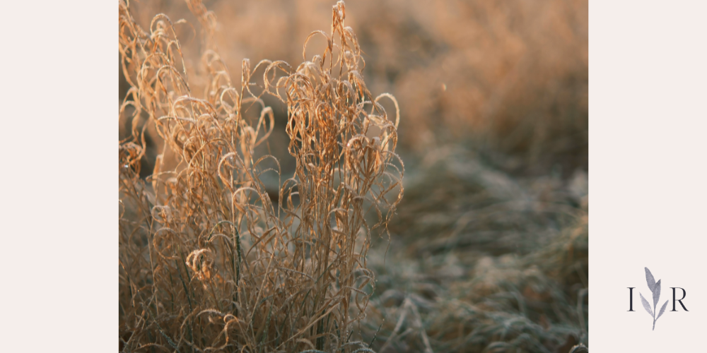 soft sunlight on wild grass representing quiet moments and stillness